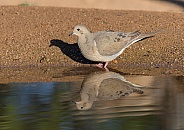 A Mourning Dove Reflection in a Pond