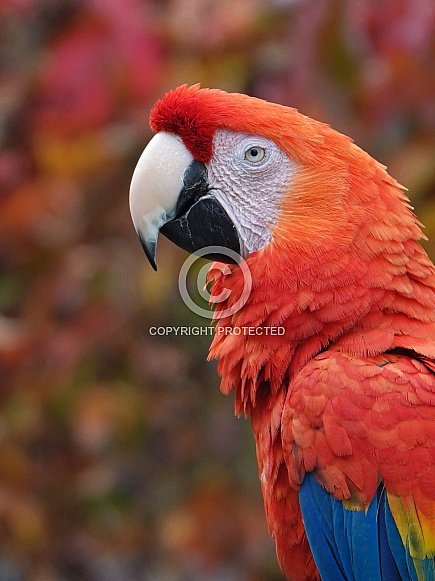 Red-and-Yellow Macaw