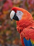 Red-and-Yellow Macaw