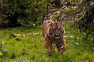 Sumatran Tiger Running Towards Camera