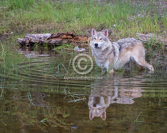 Tundra Wolf - Ripples and Reflection