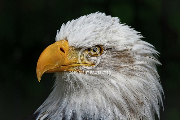 Bald Eagle-An Eagle Portrait