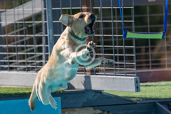 Labrador Retriever trying to grab a toy over the pool