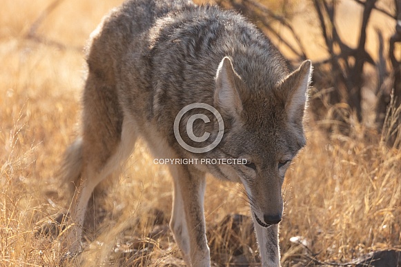 Coyote, Canis Latrans