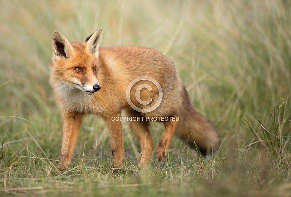 Juvenile Red Fox
