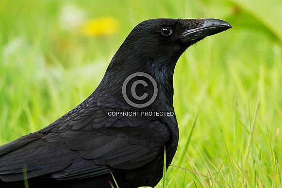 Carrion Crow Portrait