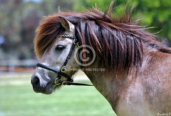 Pony in Bridle
