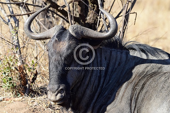 Wildebeest laying down