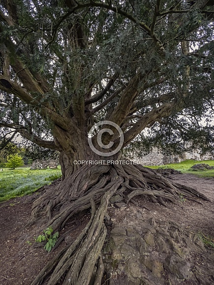 Yew Tree