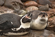 Two Humboldt Penguins Lying Down