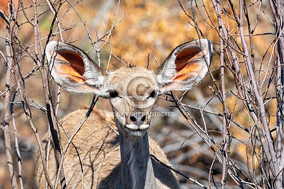 Female Kudu Antelope