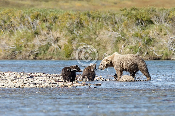 Grizzly Bear at Alaska and two cubs