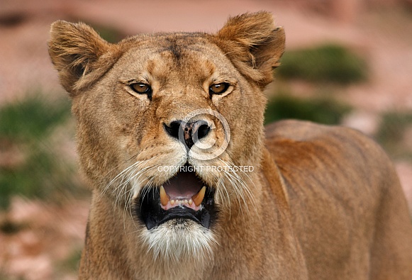 African Lioness - close up