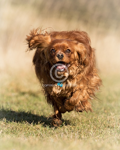 Ruby Cavalier King Charles Spaniel Running