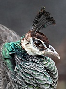 Green peafowl (pavo muticus)