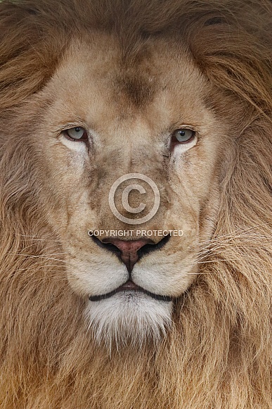 White Lion Portrait