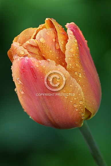 Wet orange tulip