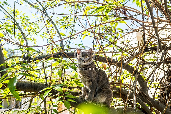 DSH in a tree