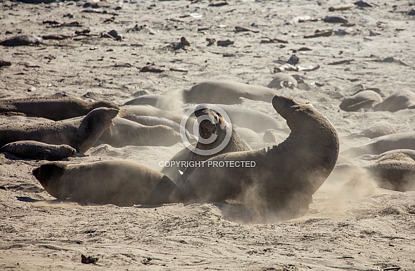 Elephant seals fighting on the beach