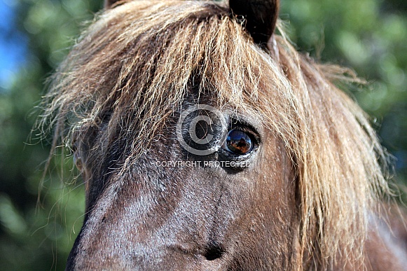 Shetland Pony Eye Study