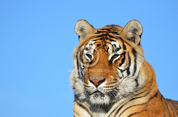 Tiger Potrait