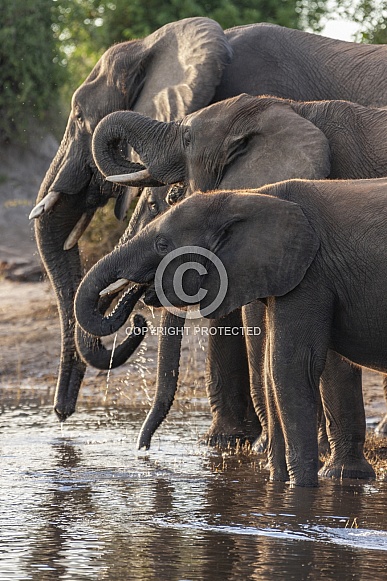African Elephants drinking at the Chobe River - Botswana