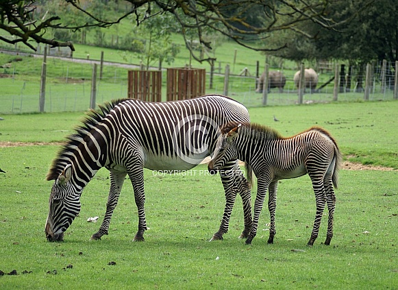 Zebra & Foal