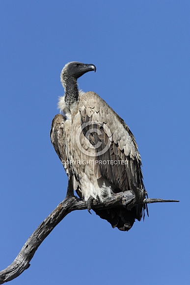Cape Vulture - Botswana