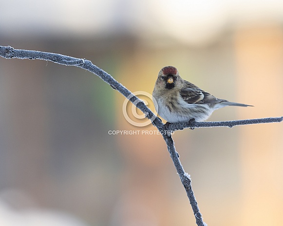Common Redpoll Perched in a Tree