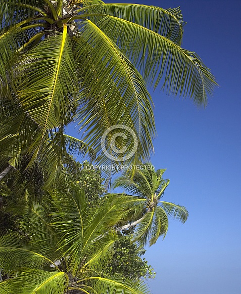 Tropical palm trees - Cook Islands - South Pacific