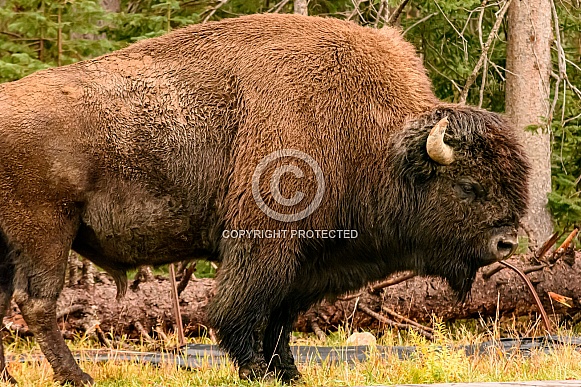 American Bison at Yellowstone National Park