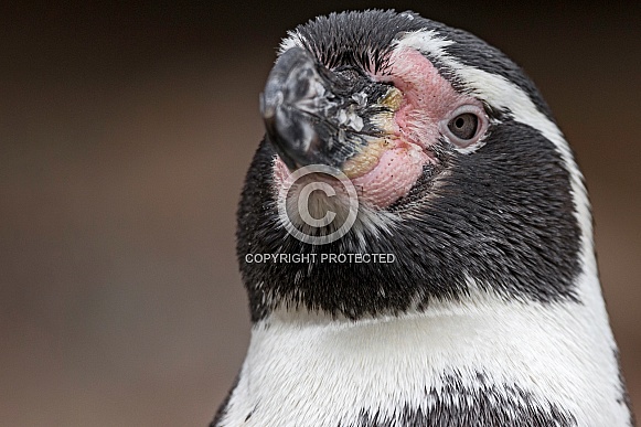 Humboldt Penguin Face Shot Close Up