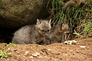 Baby foxes together