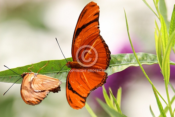 Julia Longwing Butterfly 01