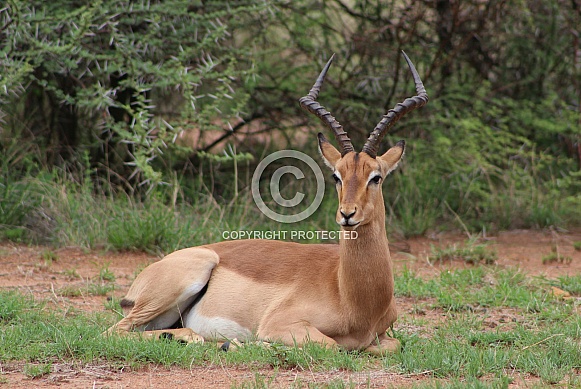 Gazelle Buck Laying in  the Grass