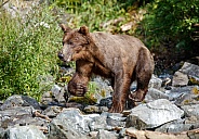 Coastal brown bear on the rocks in a creek