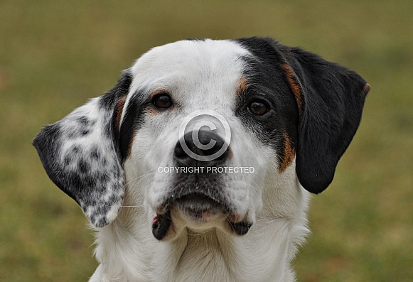 Porcelaine/ Bernese Mountain Dog Hybrid