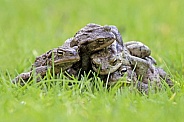 Frogs (Bufo Bufo)
