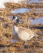 Canada Goose Standing in a field