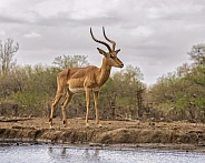 Impala (Male)