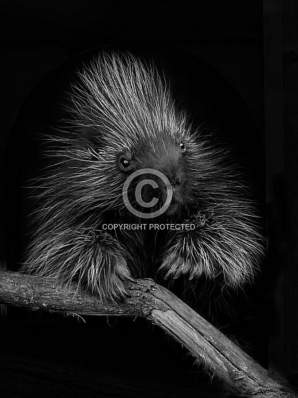 Noth American Porcupine