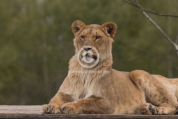 African Lioness (Panthera Leo)