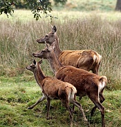 Three Female Red Deer