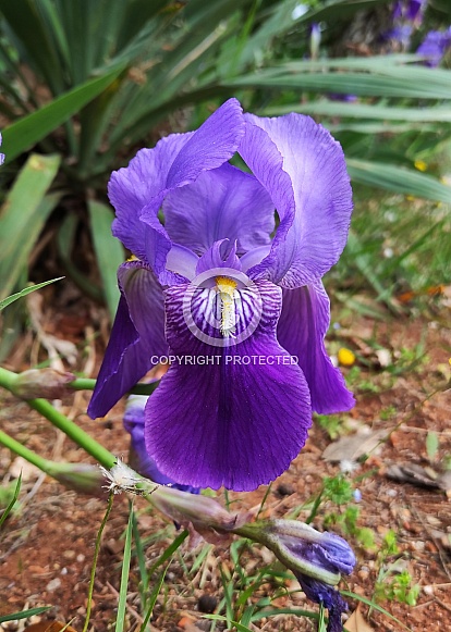 Purple Iris Flower