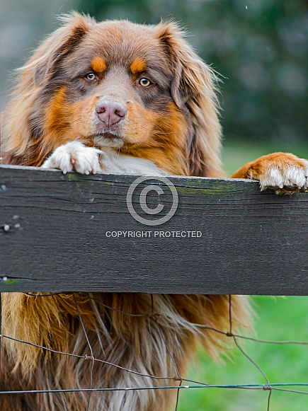 Dog Looking Over Fence