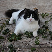 Black and White Tuxedo Longhaired Cat