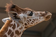 Young Kordofan Giraffe Face Shot