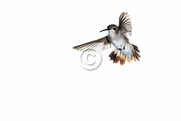 Anna's Hummingbird, Calyste anna
