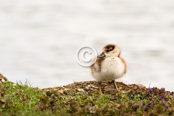 Egyptian Goose Chick on Riverbank