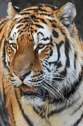 amur Tiger